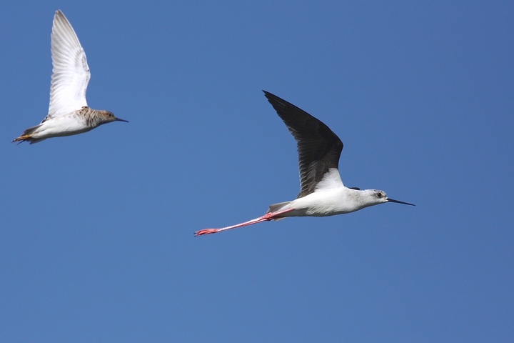 inseguimento combattente vs cavaliere